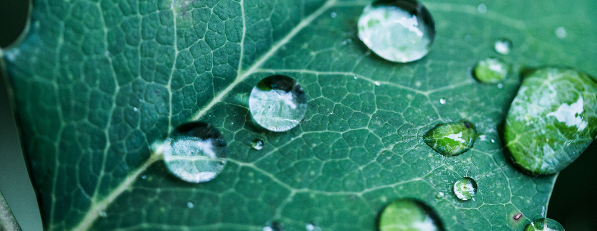Wassertropfen auf einem grünen Blatt
